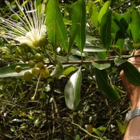 Capparis roxburghii DC.